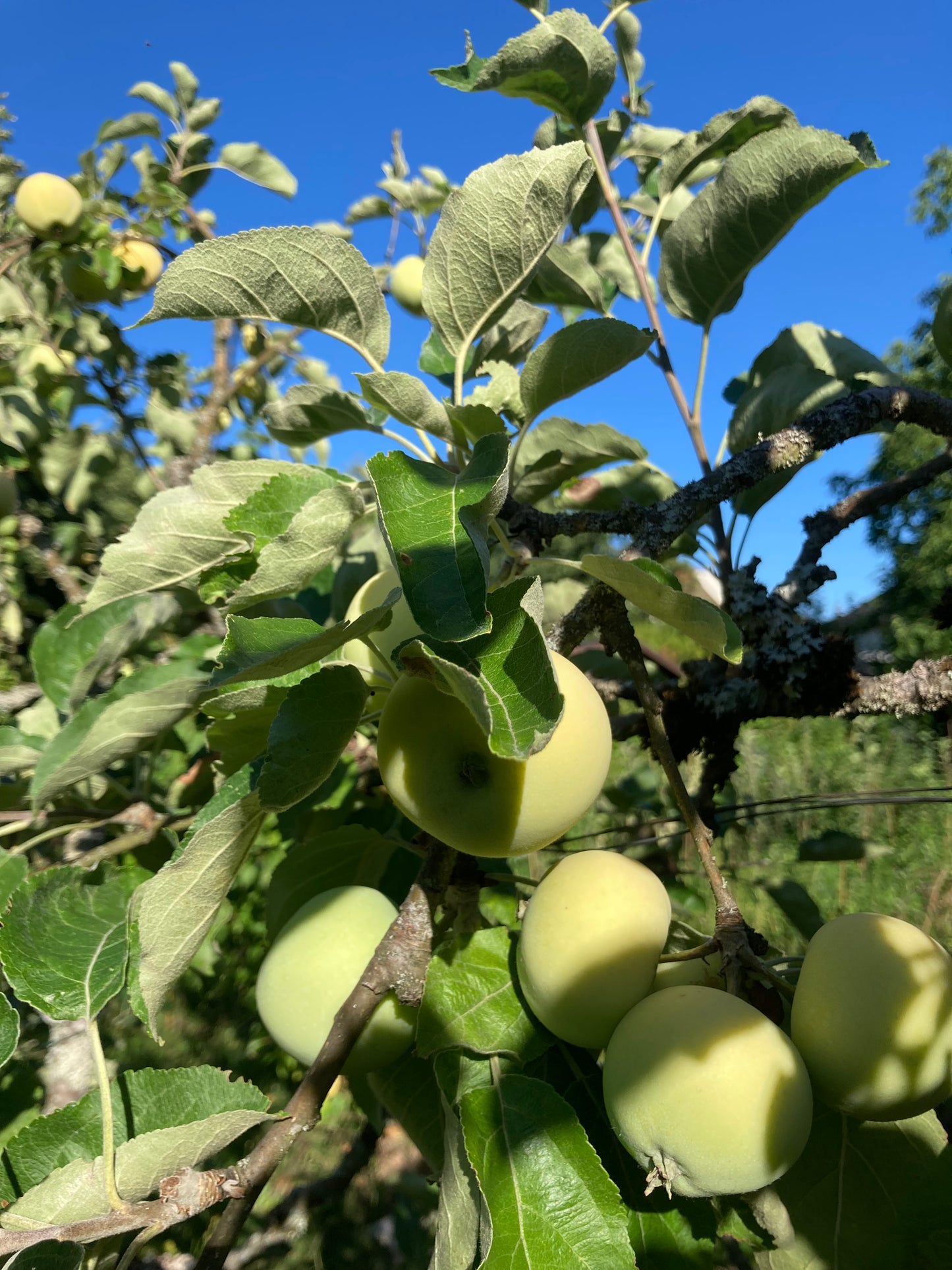 Pommier "Pomme de moisson"