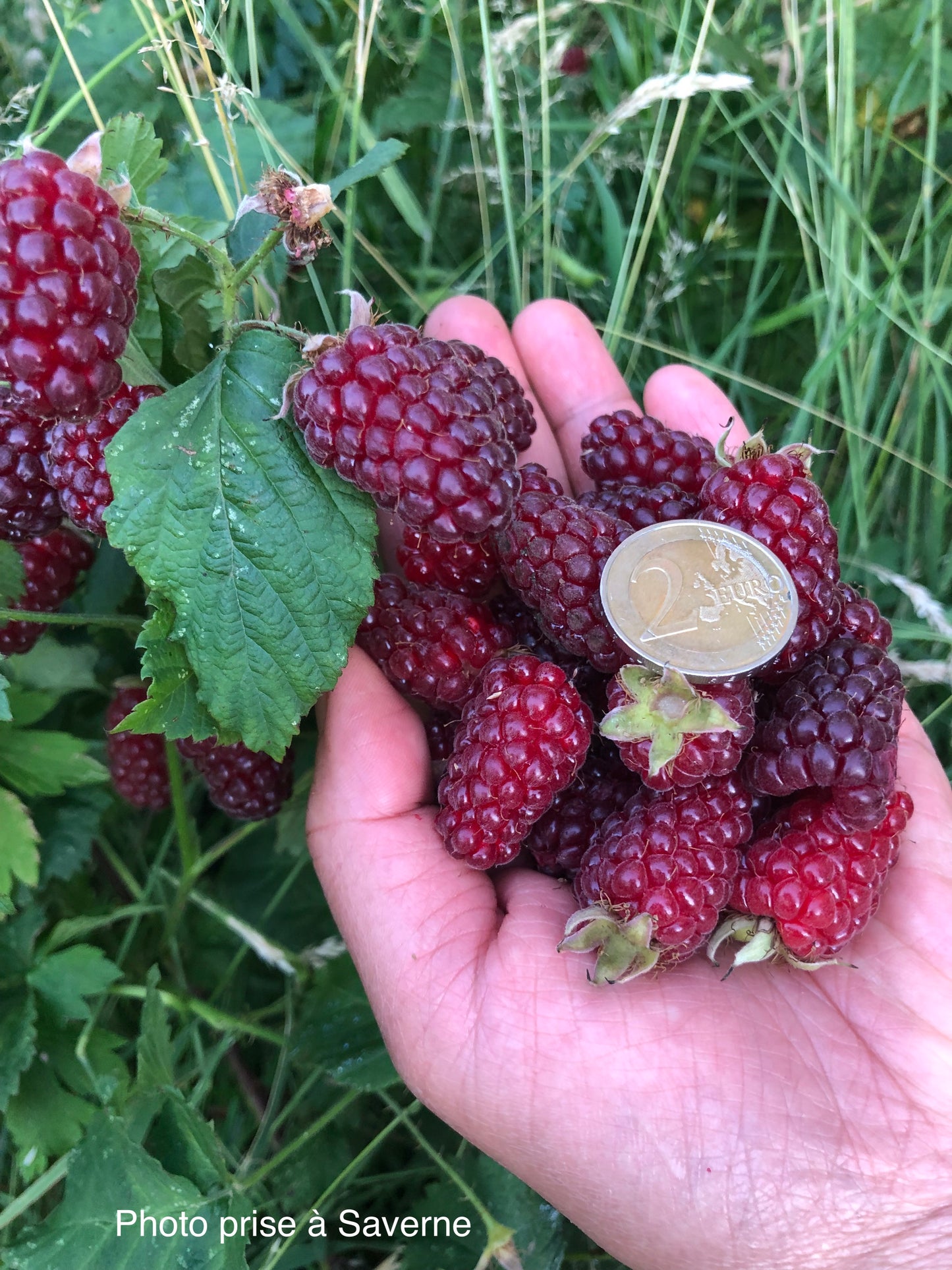 Muroise (Tayberry = Mûre × Framboise)