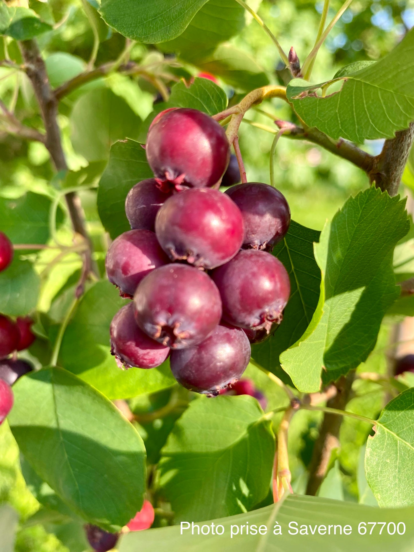 Amélanchier Alnifolia Thiessen