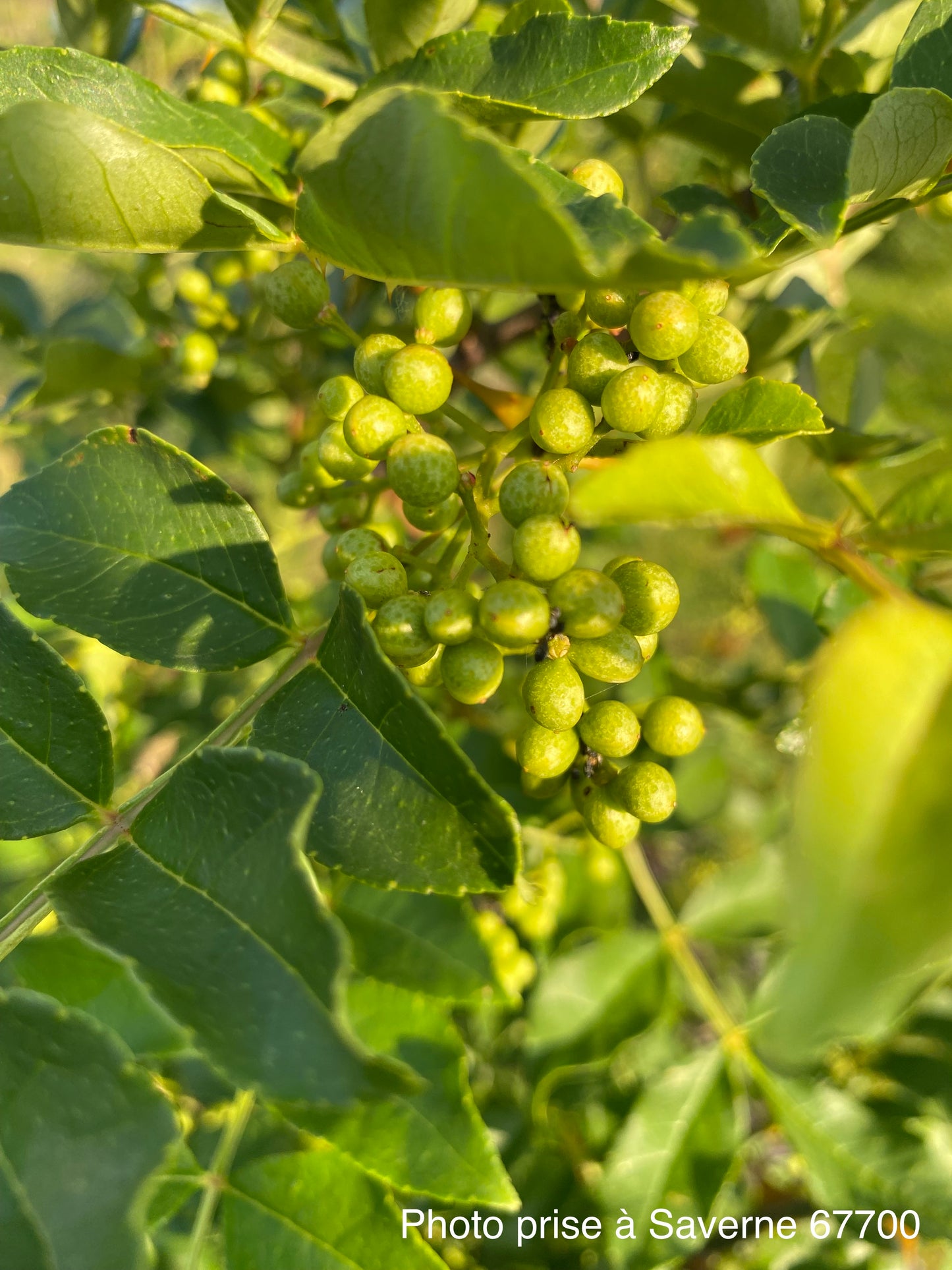 Poivrier du Sichuan (Zanthoxylum simulans)