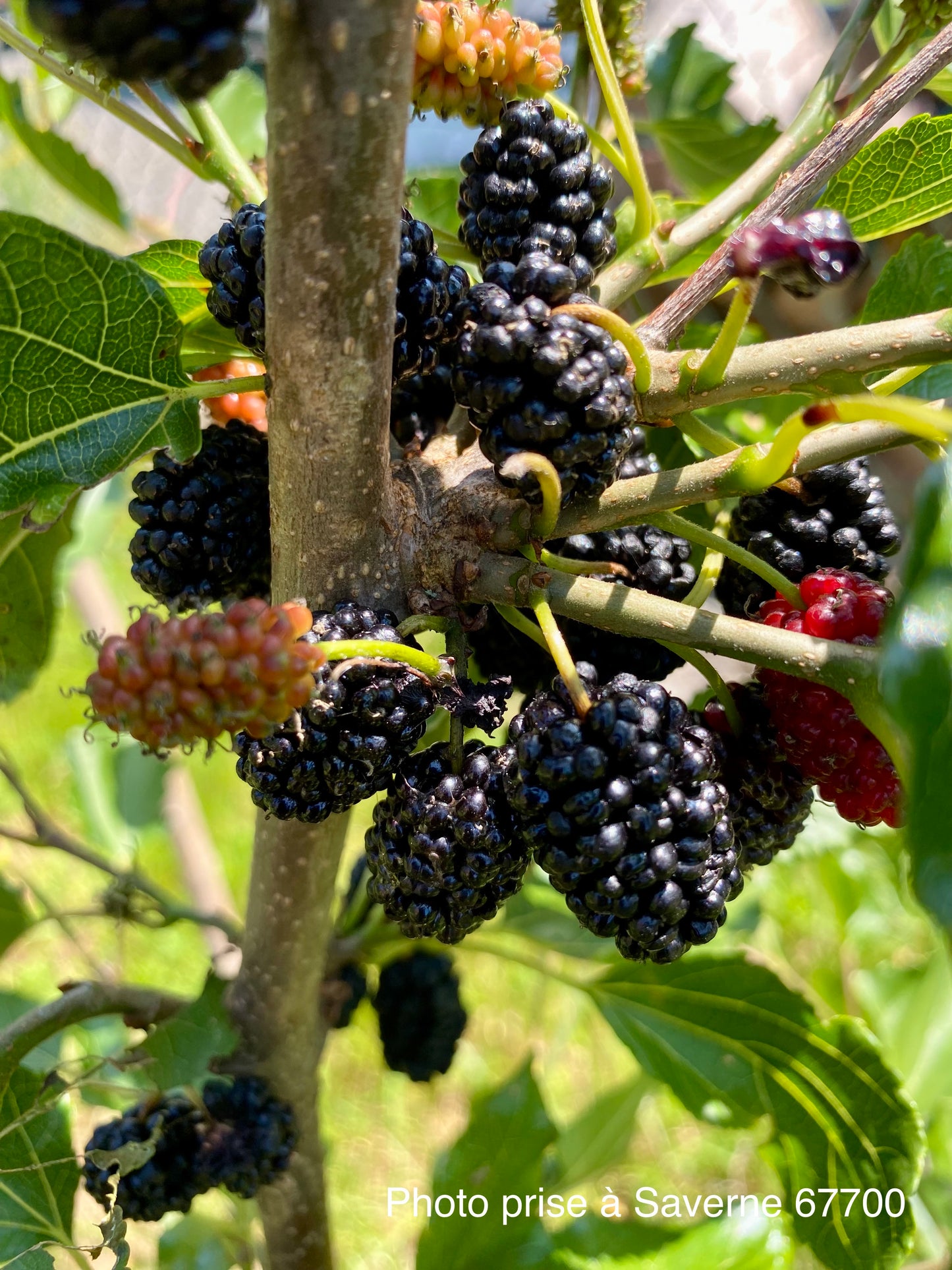 Mûrier Illinois Everbearing