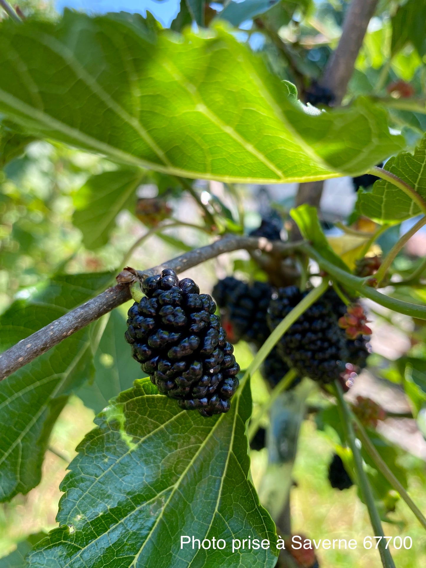 Mûrier Illinois Everbearing
