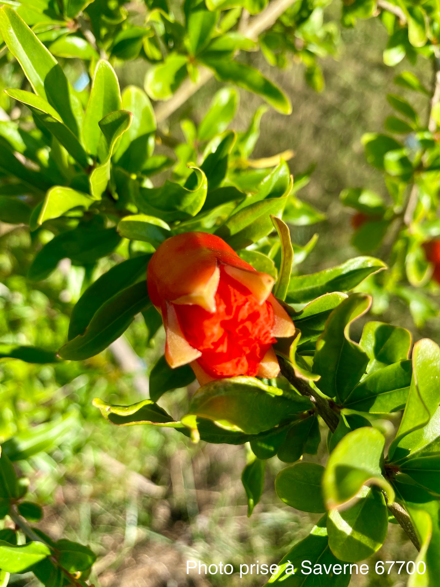 Grenadier (Punica granatum : Agat)