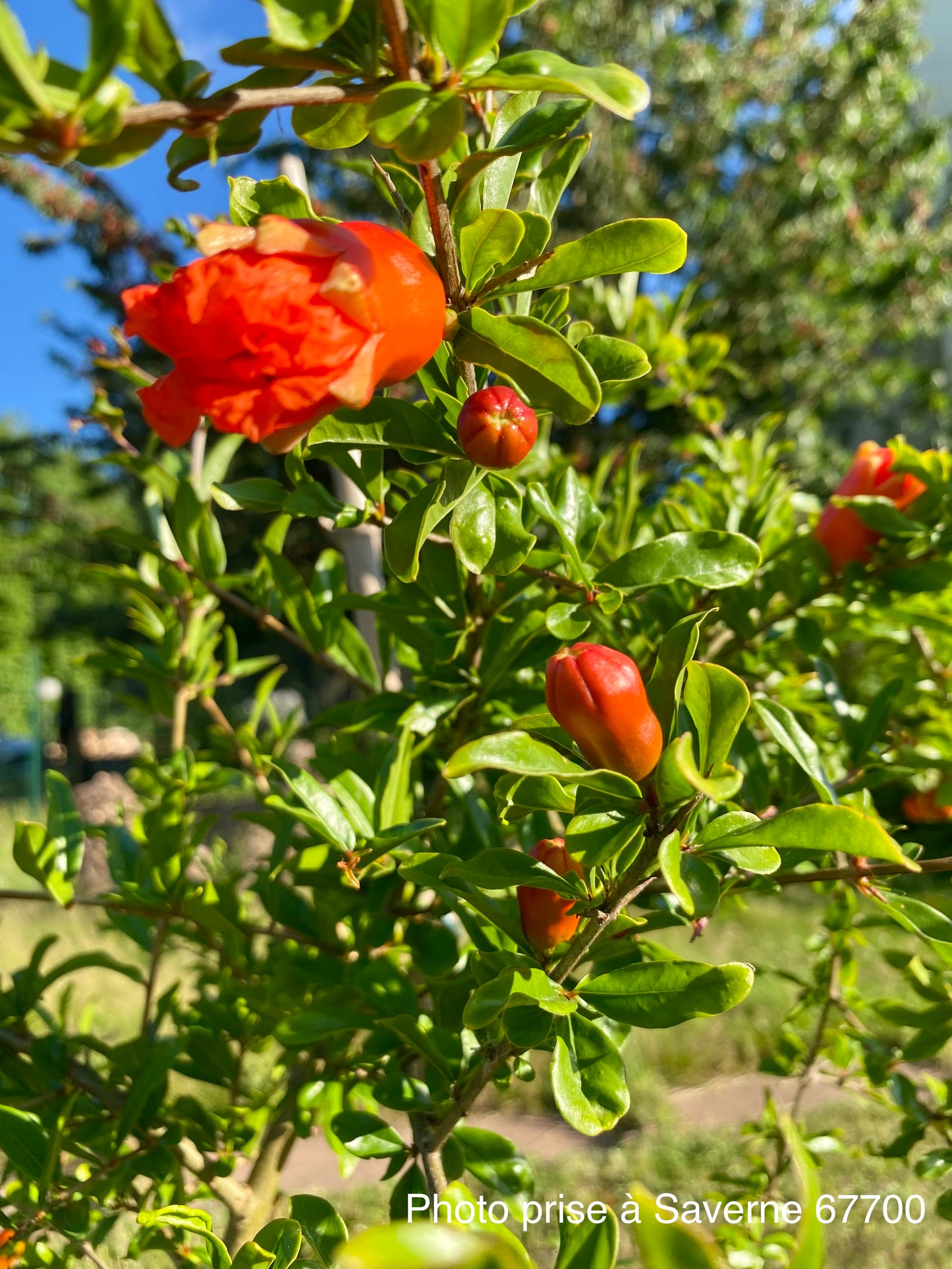 Grenadier (Punica granatum : Agat)