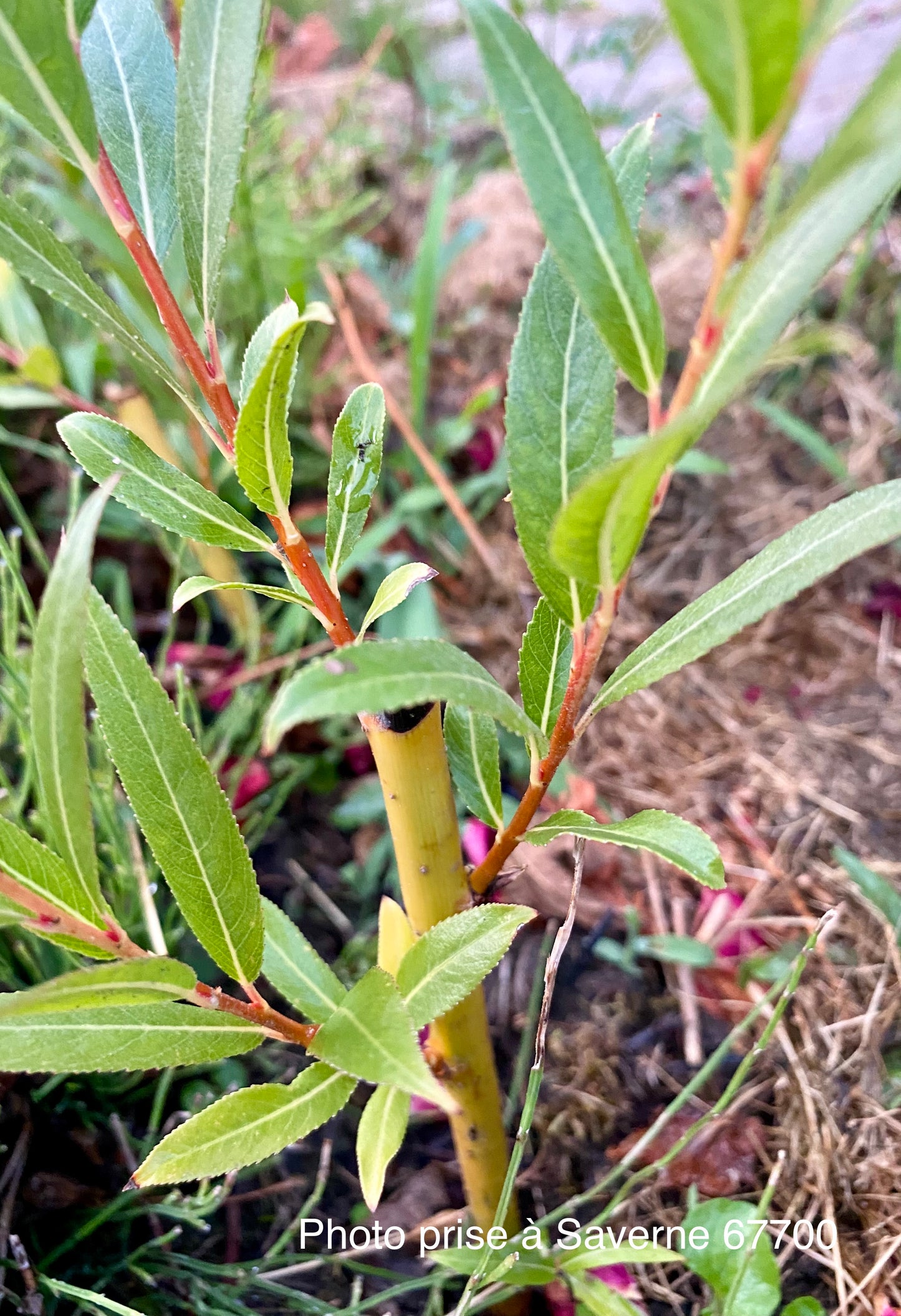 Salix alba "Jaune de falaise"