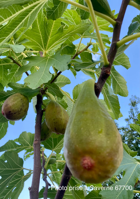 Figuier (Ficus carica : longue d'août)
