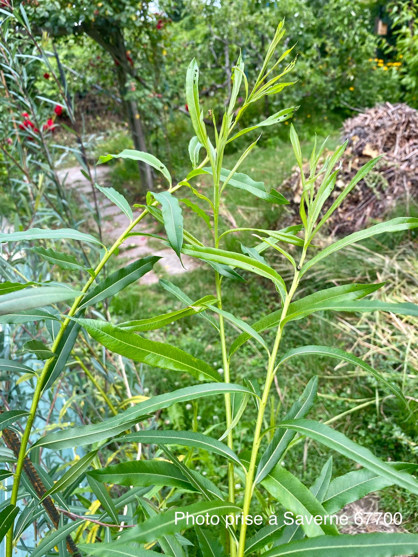 Salix americana "de Plock" (beige clair)