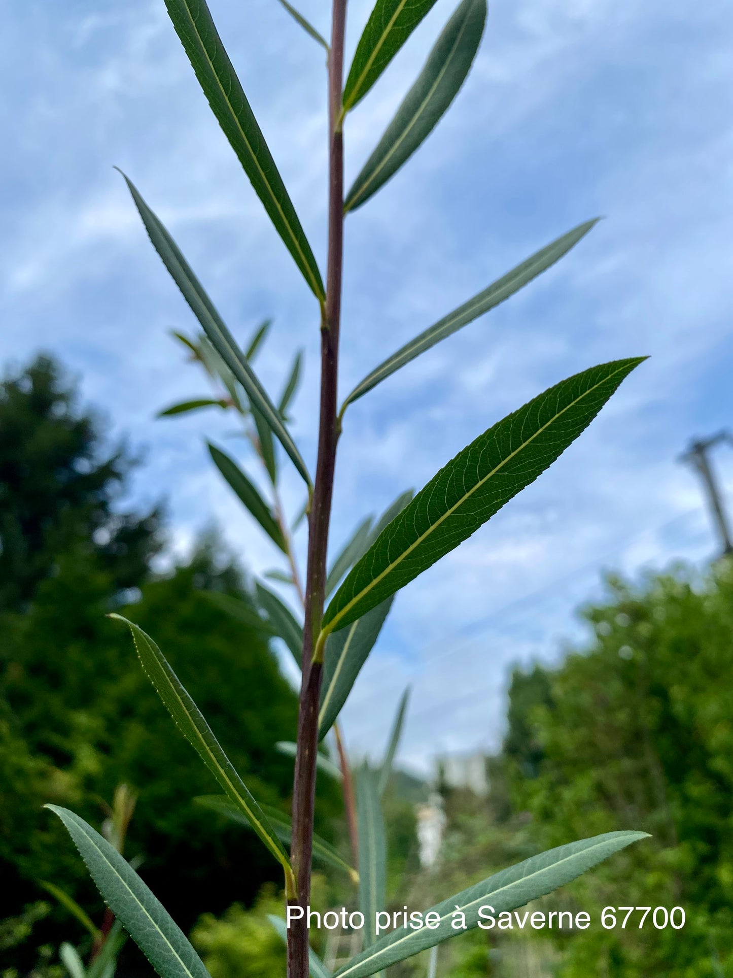 Salix purpurea "Daphnoides"