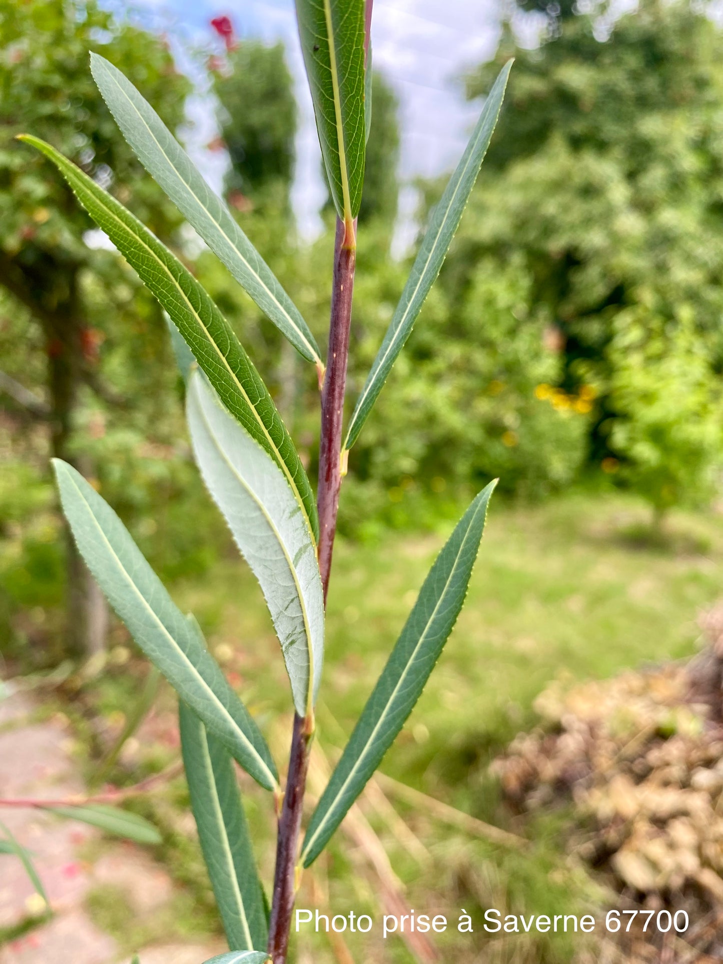 Salix purpurea "Daphnoides"