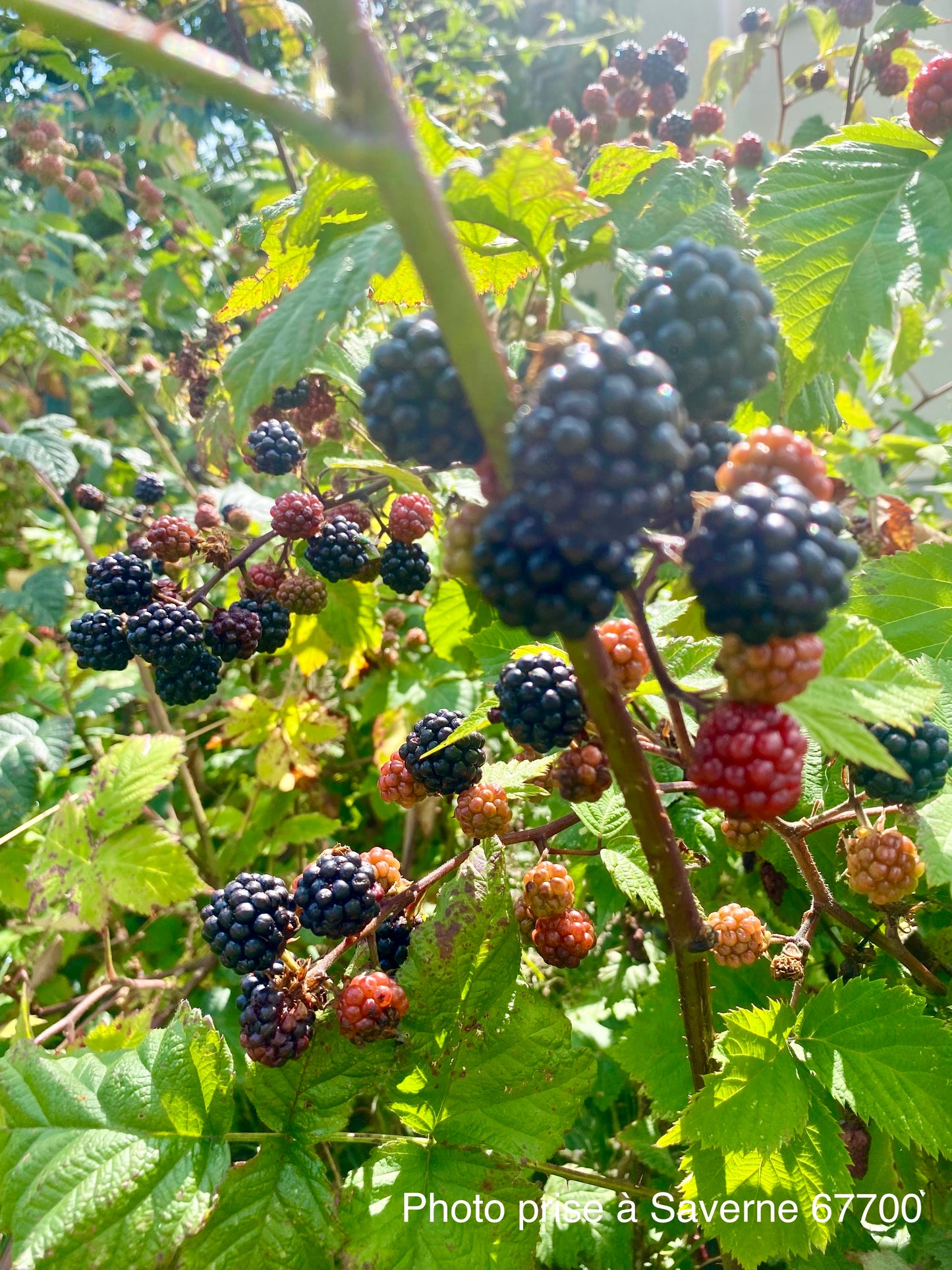 Mûrier sans épines (Rubus fruticosus "thornless")
