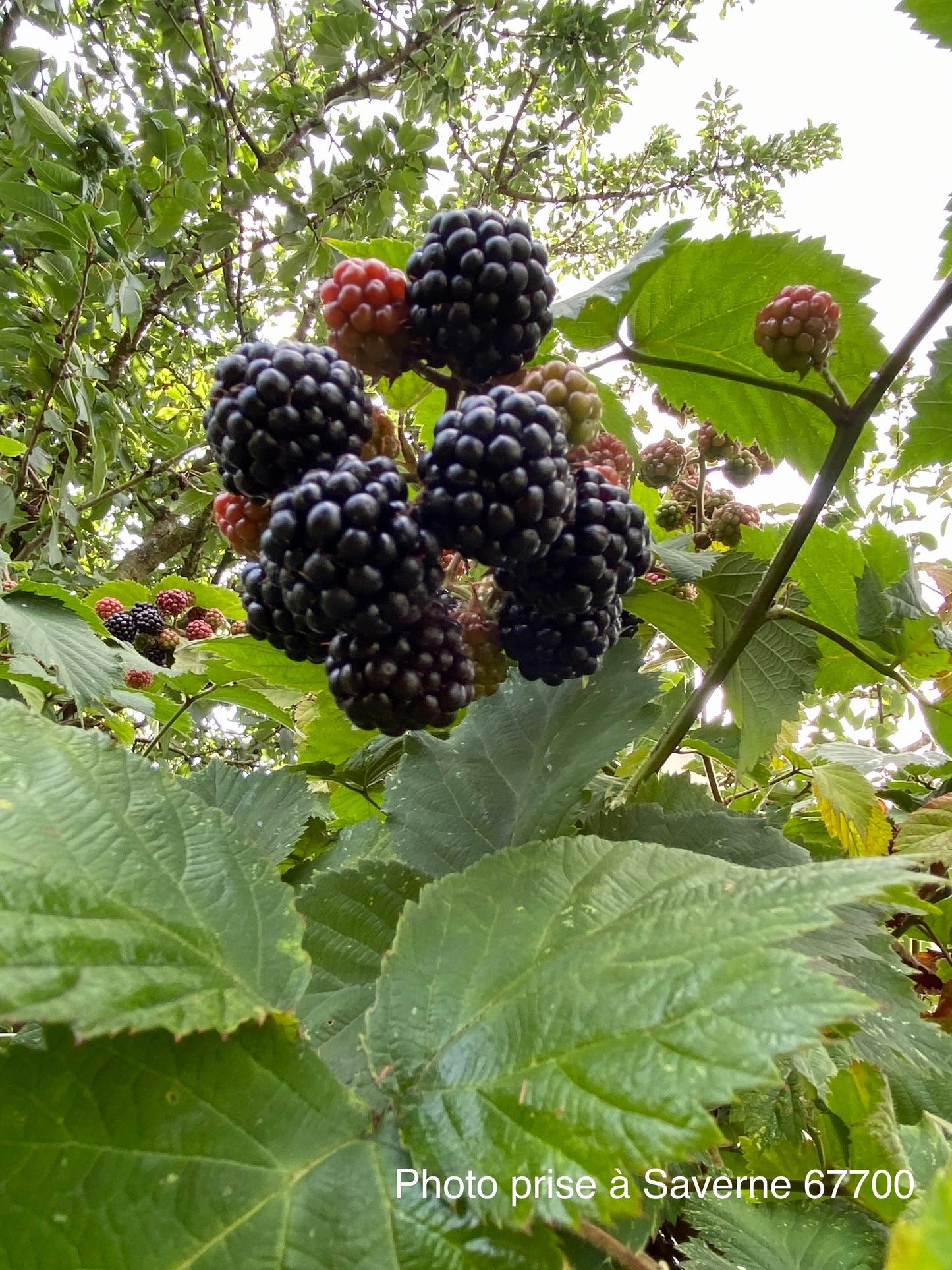 Mûrier sans épines (Rubus fruticosus "thornless")