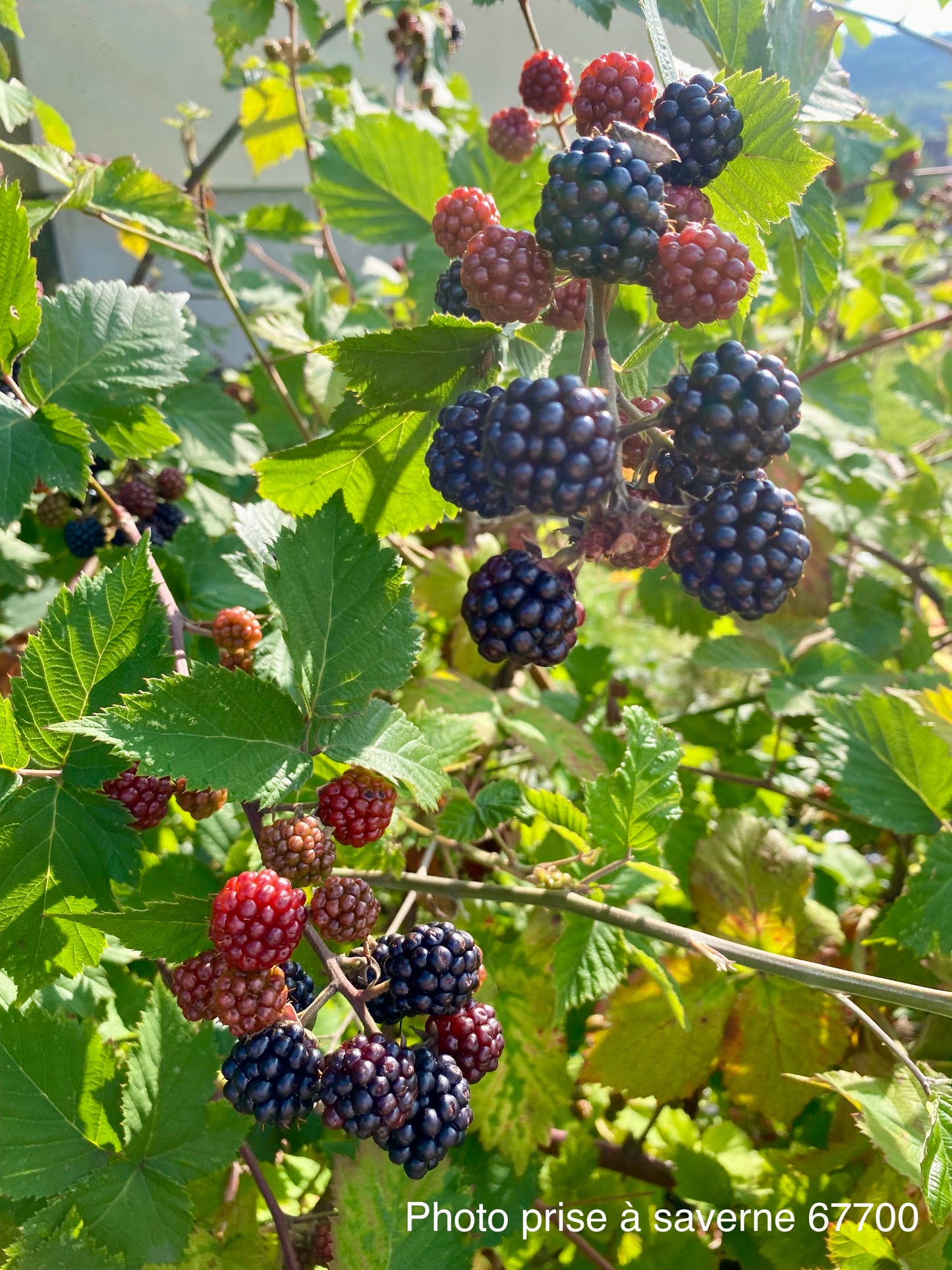 Mûrier sans épines (Rubus fruticosus "thornless")