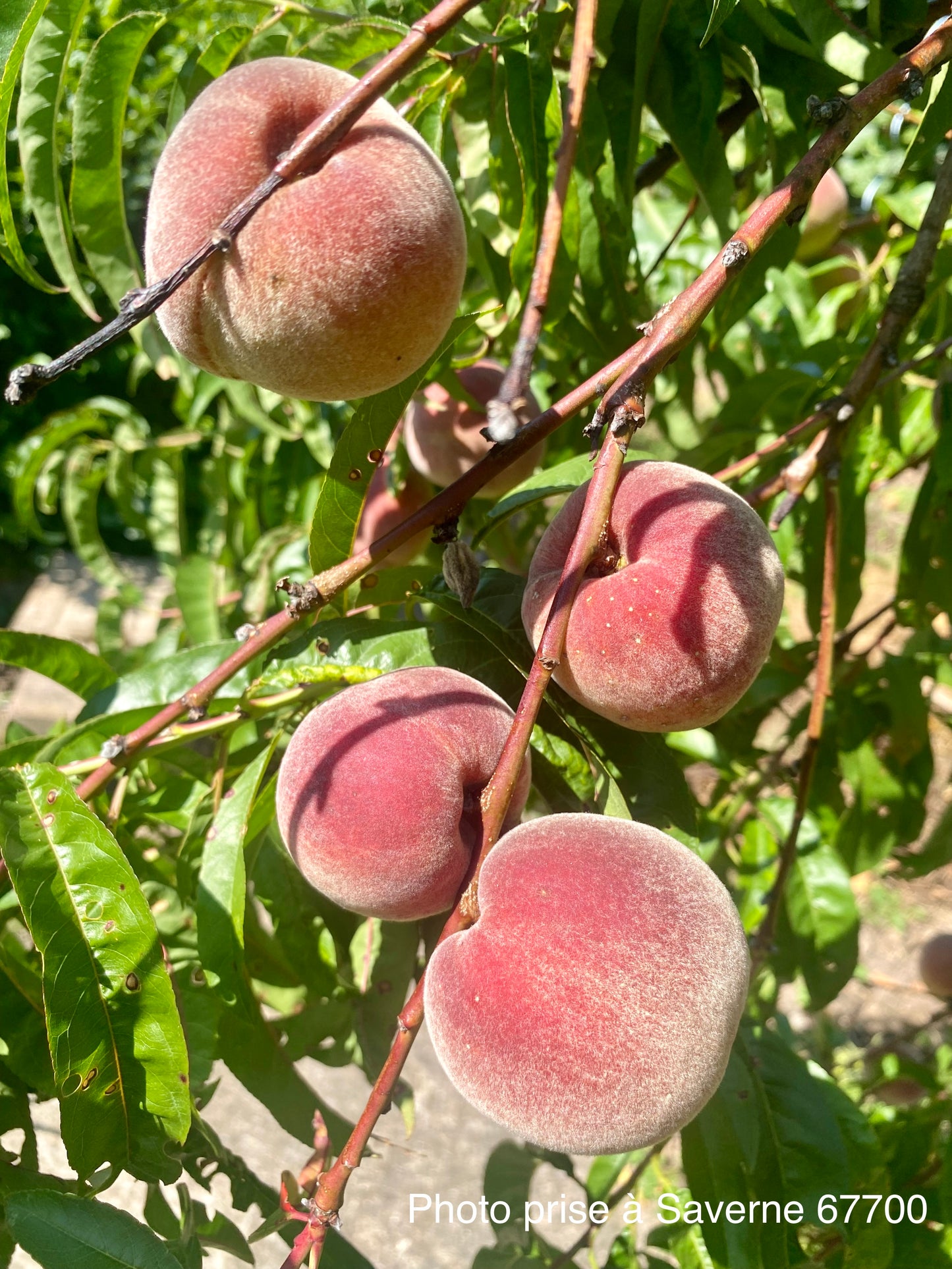 Pêcher de vigne