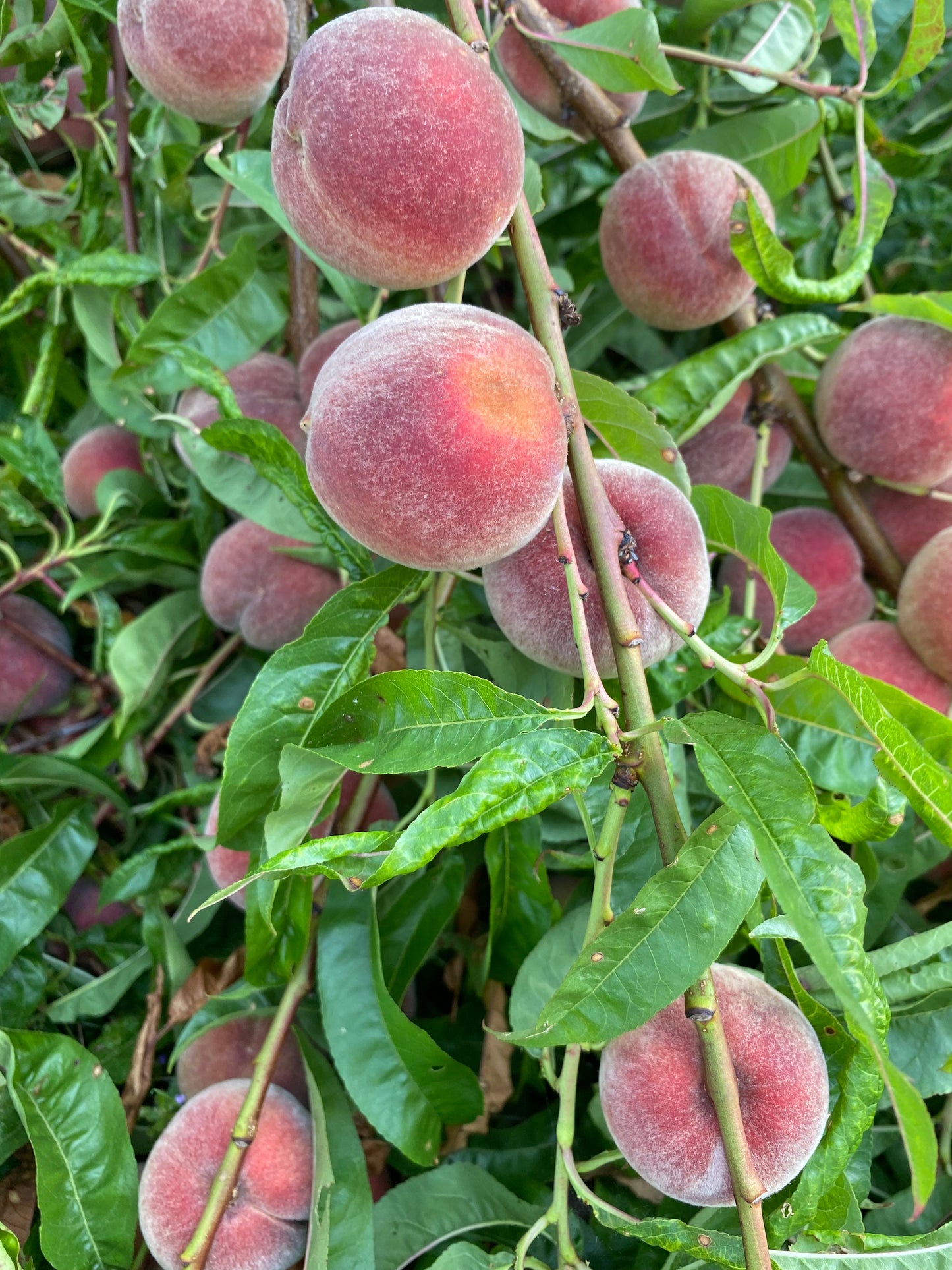 Pêcher de vigne