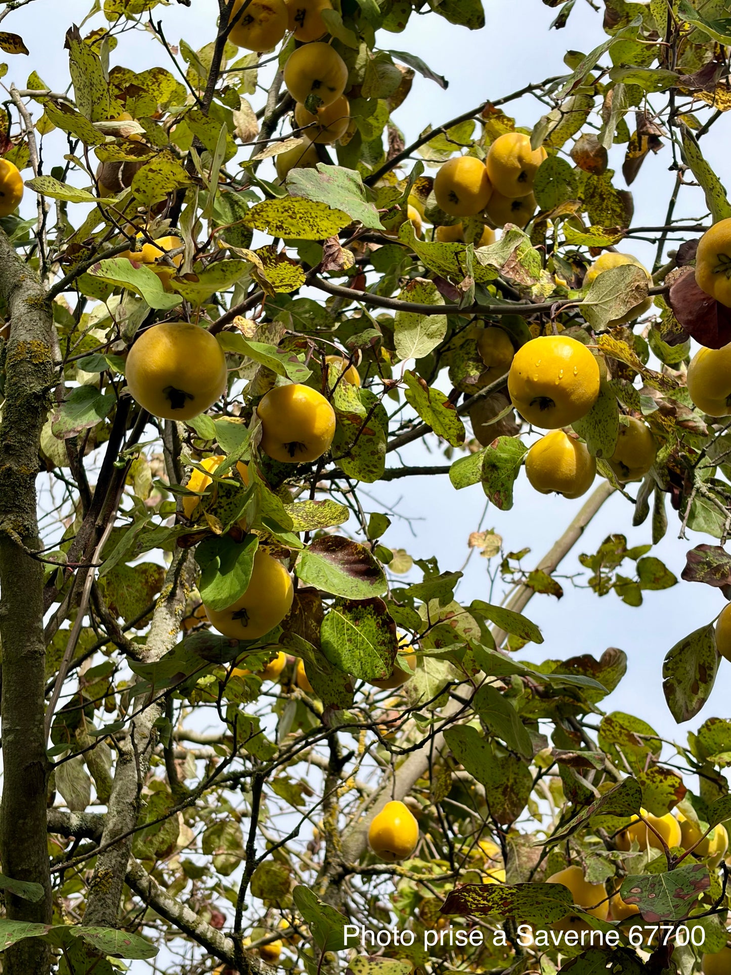 Cognassier "Aromatnaya" (Cydonia oblonga "Aromatnaya")