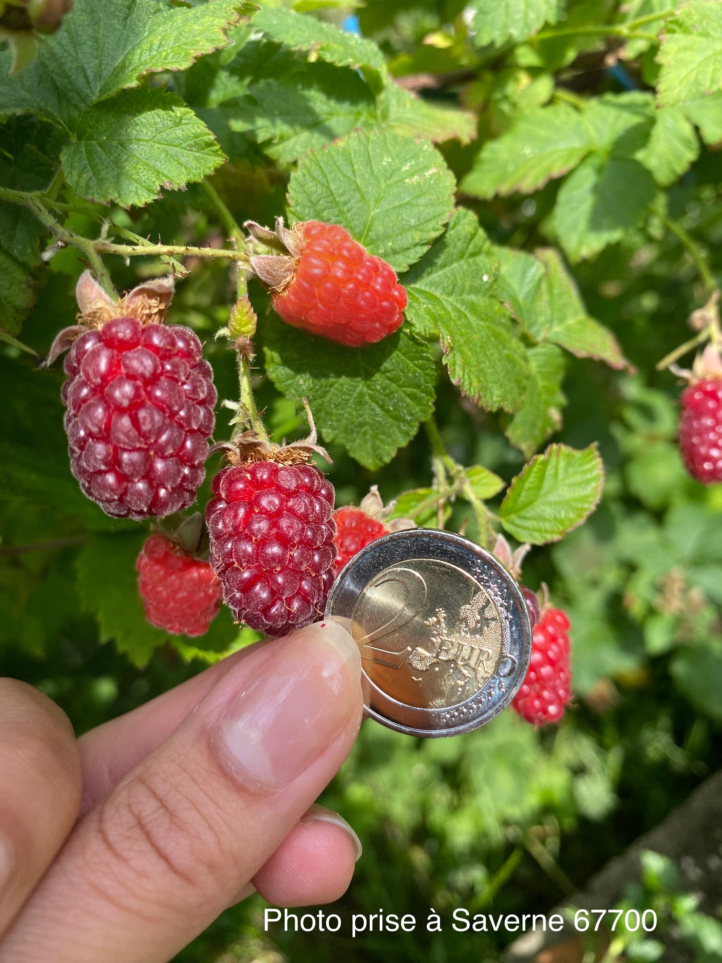 Muroise (Tayberry = Mûre × Framboise)