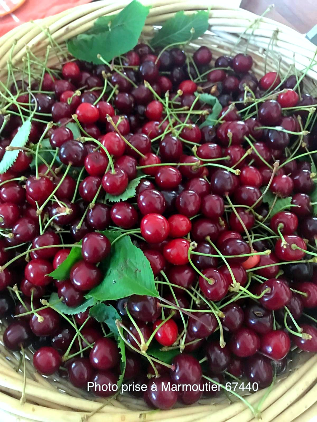 Cerisier "Bigarreau Burlat" (rouge)
