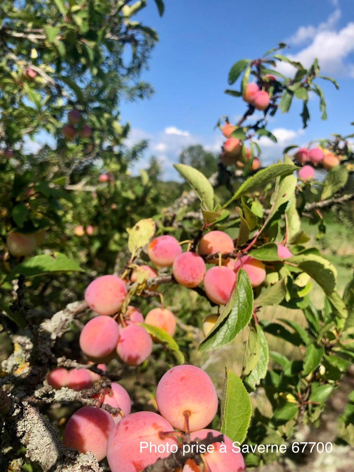 Mirabellier "Mirabelle de Nancy"
