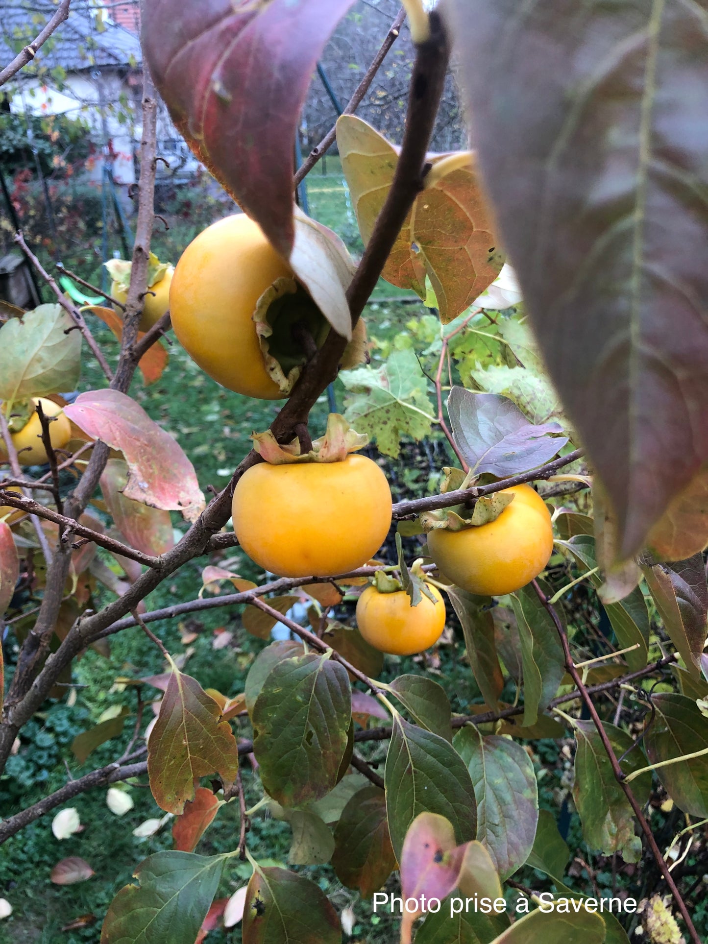 Diospyros kaki "Chocolatino" (ou "Cioccolatino")