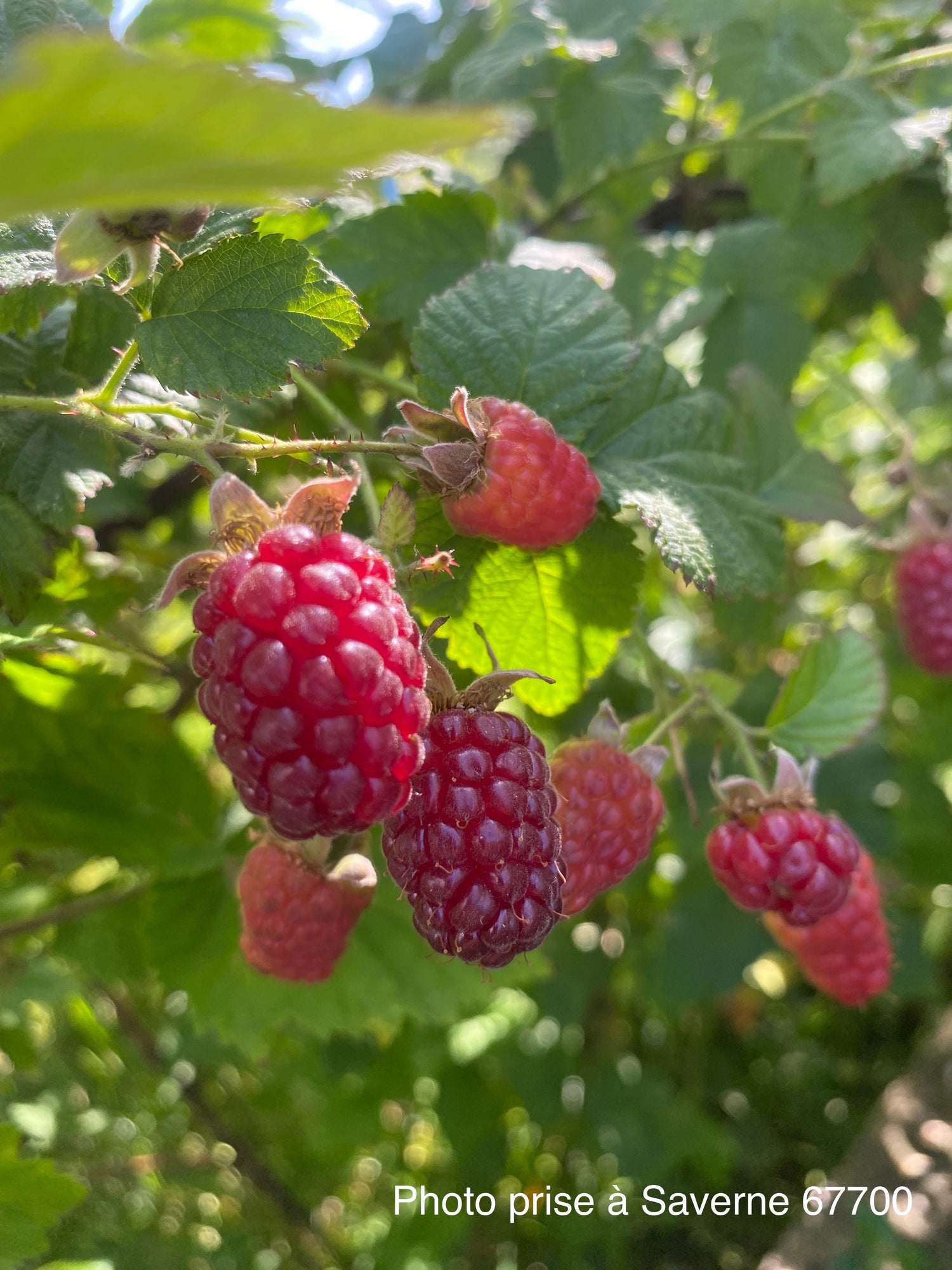 Petits Fruits