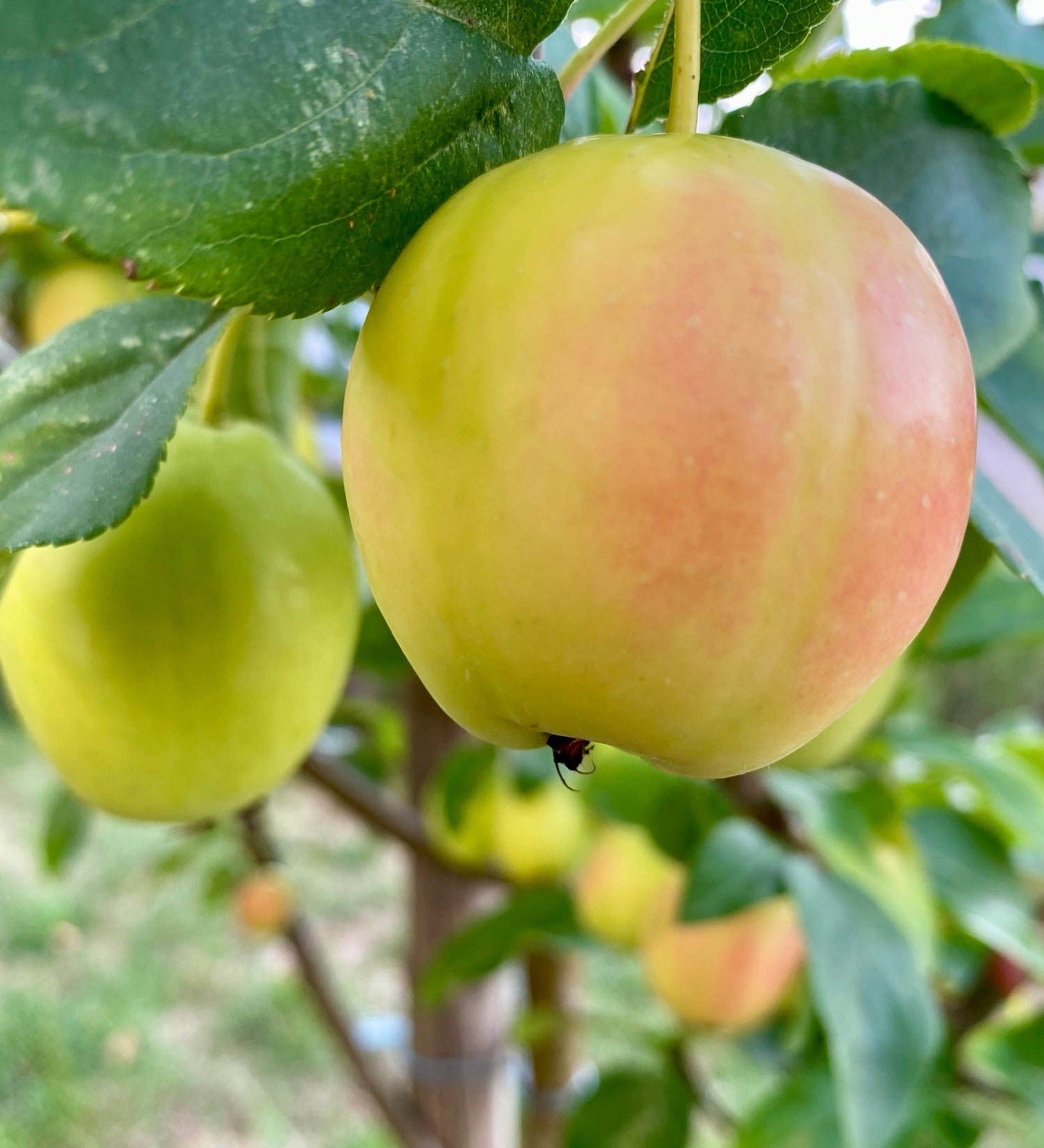 Fruitiers à pépins