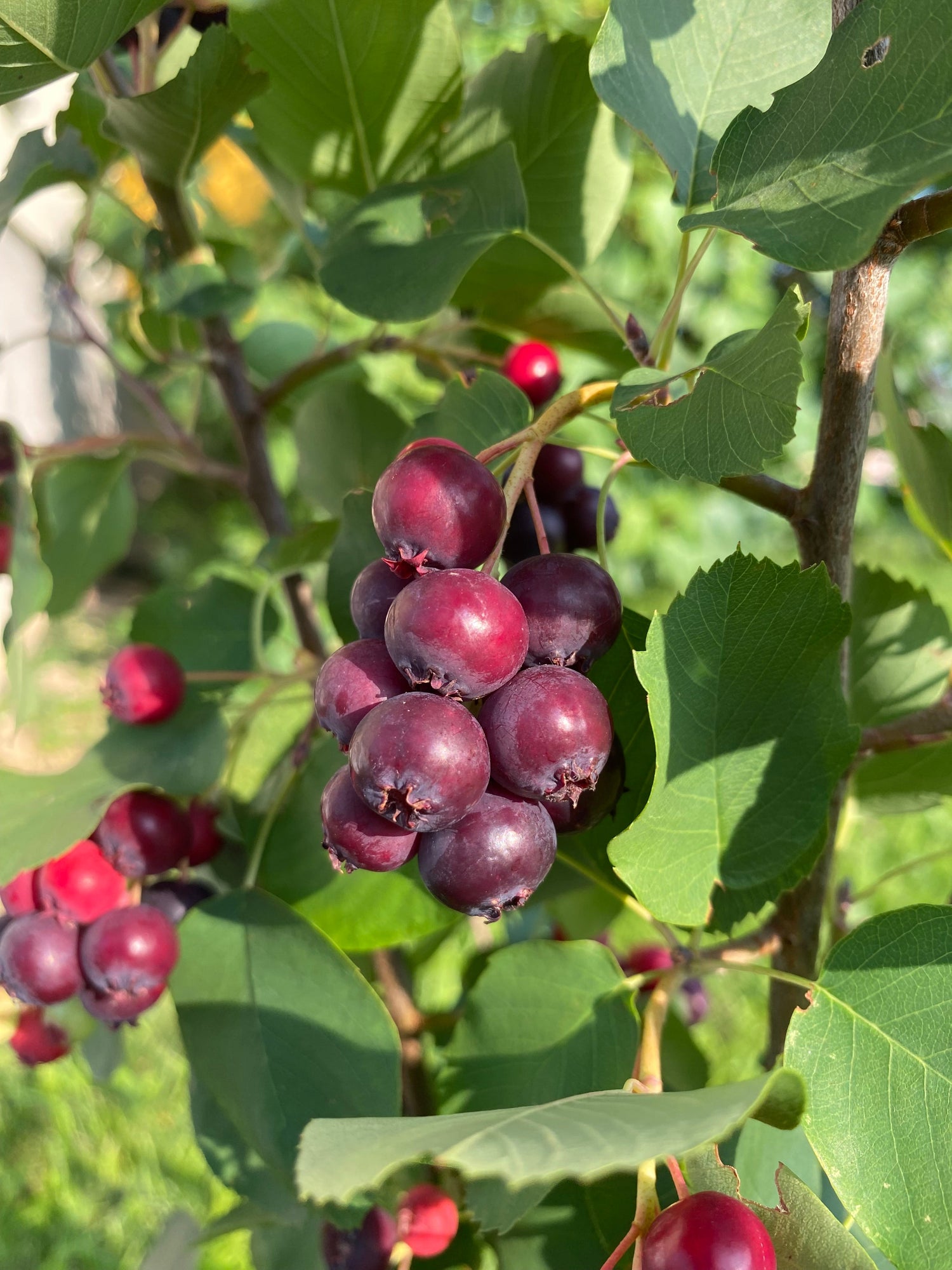 Fruitiers Insolites