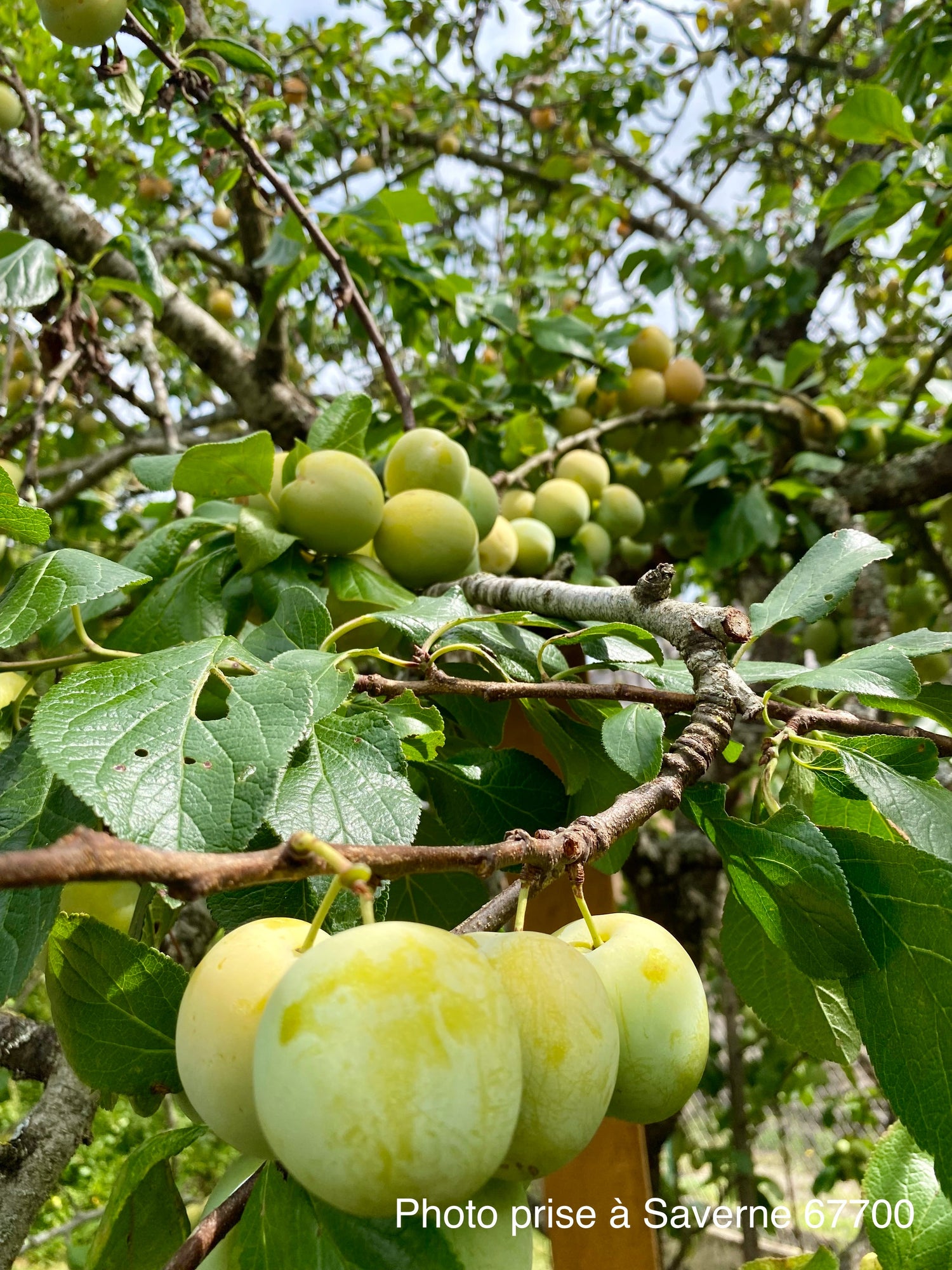 Fruitiers à noyaux