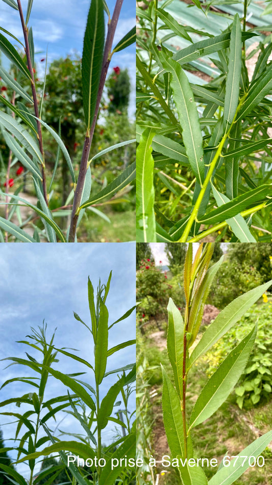 Lot de 4 variétés de Salix – 2 boutures de chaque (non racinées)