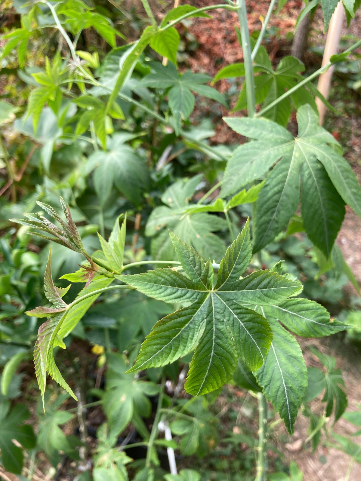 Ronce sucrée de chine (Rubus Chingii Suavissimus)