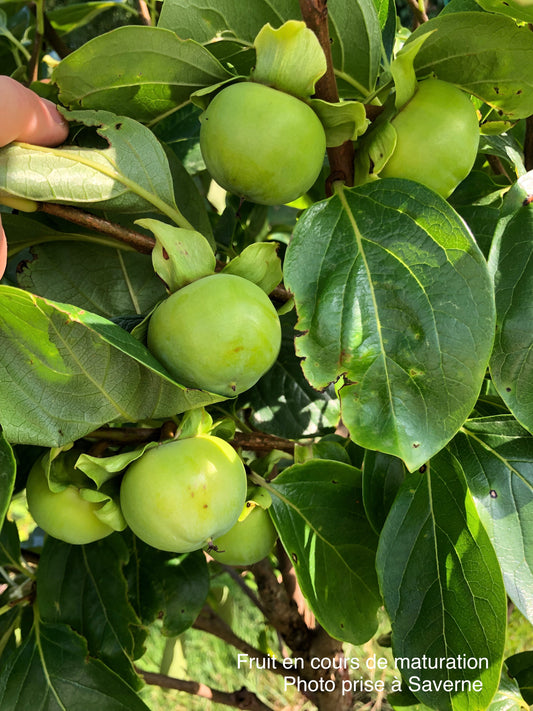 Diospyros kaki "Vaniglia"