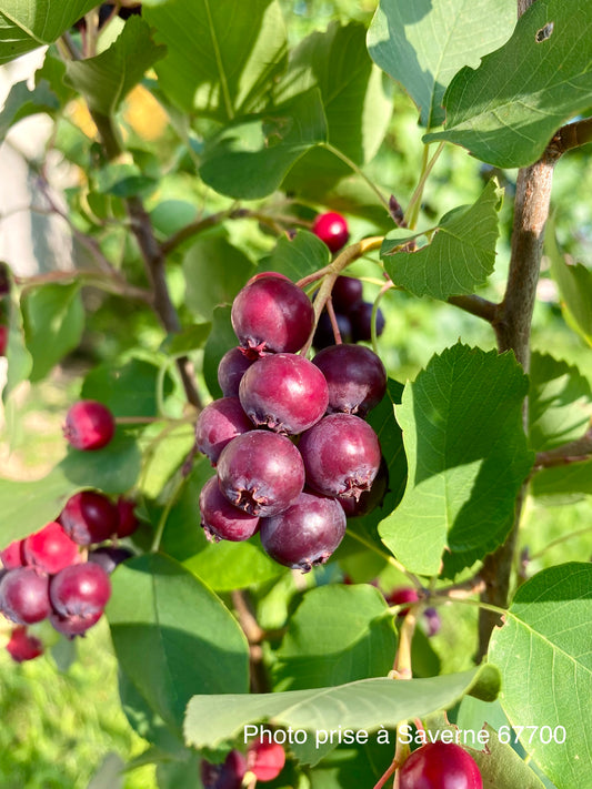 Amélanchier alnifolia Martin
