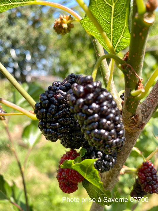 Mûrier Illinois Everbearing