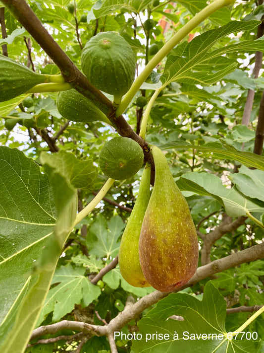 Figuier (Ficus carica : longue d'août)