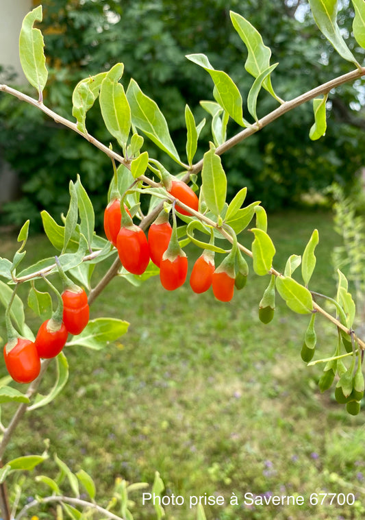 Baie de Goji (Lycium barbarum "Big Life Berry)