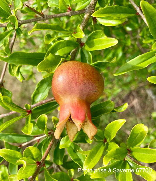 Grenadier (Punica granatum : Agat)