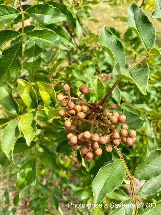 Poivrier du Sichuan (Zanthoxylum simulans)