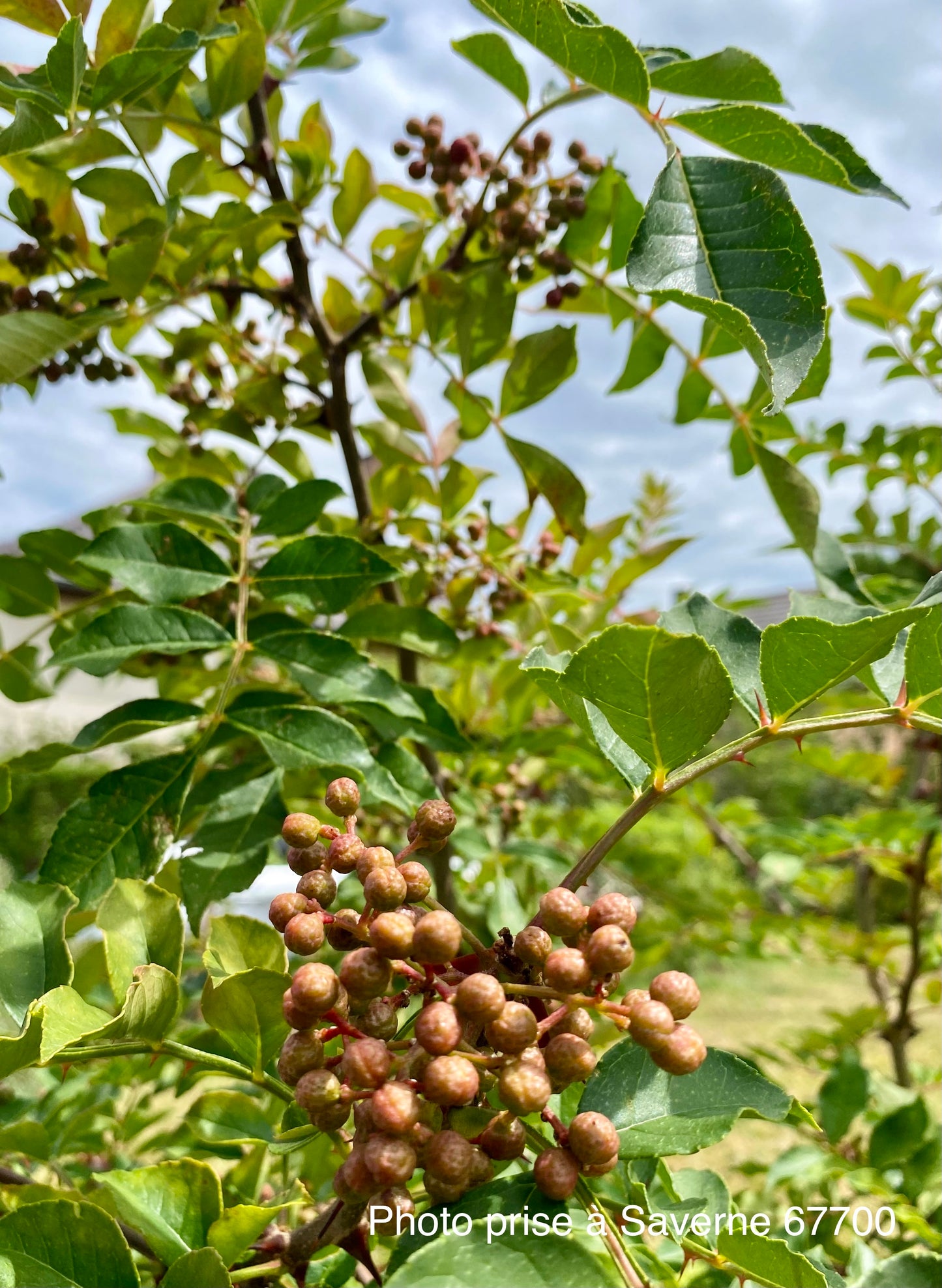 Poivrier du Sichuan (Zanthoxylum simulans)