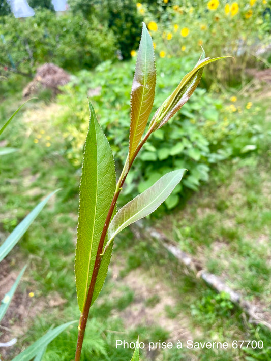Salix fragilis (Rouge Belge)