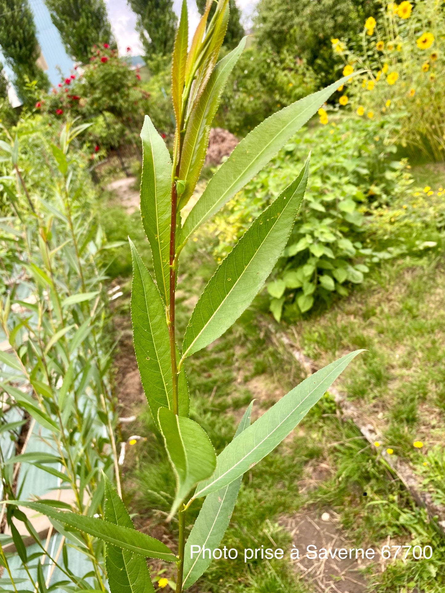 Salix fragilis (Rouge Belge)