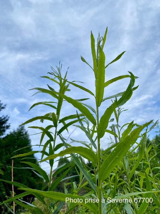 Salix viminalis "Gravanche" (brun tâcheté de blanc)