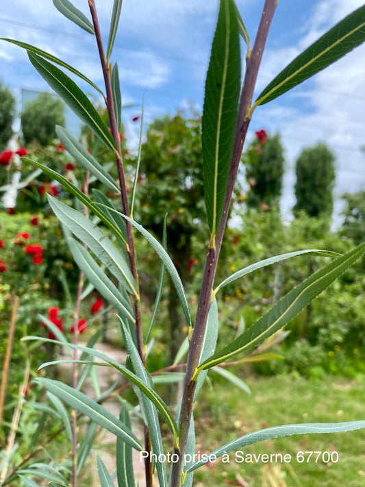 Salix purpurea "Daphnoides"