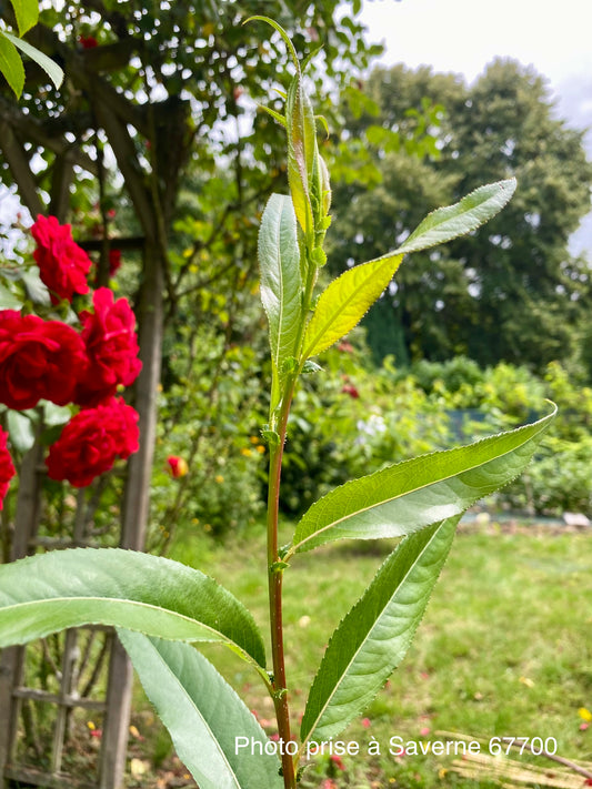 Salix alba "Jaune de falaise"