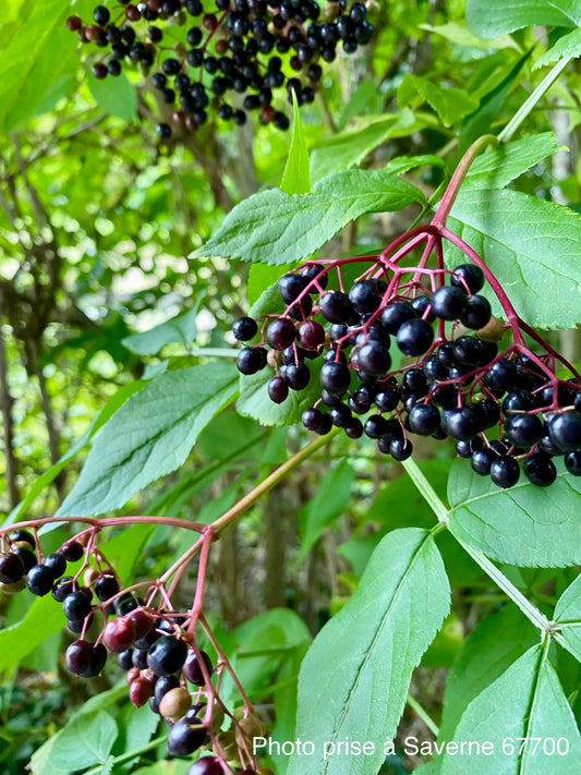 Sureau noir (Sambucus nigra)