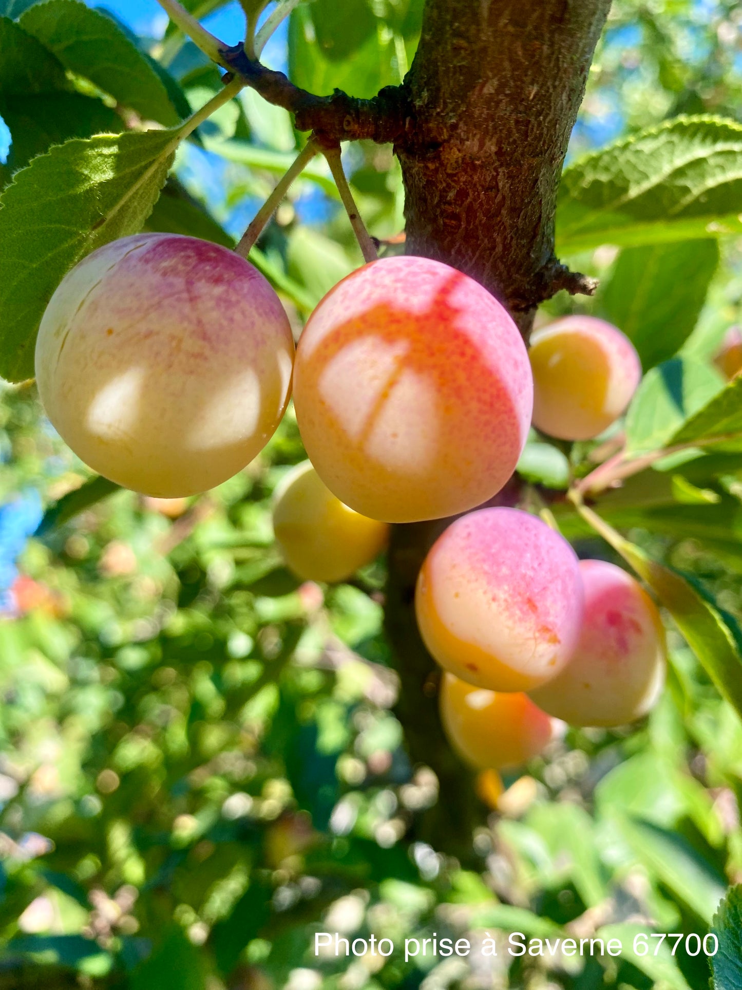 Mirabellier "Mirabelle de Nancy"