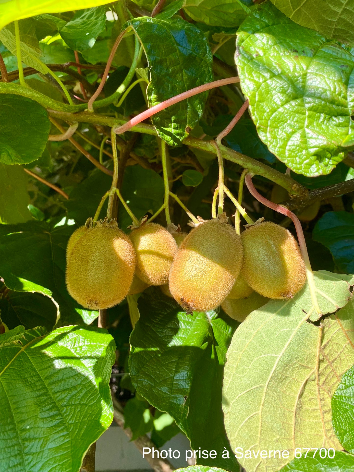 Kiwi "Hayward femelle" "Tomuri mäle"