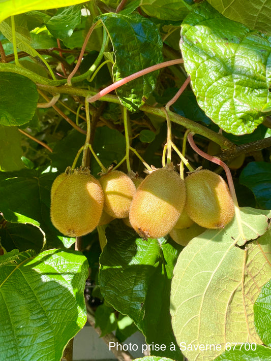Kiwi "Hayward femelle" "Tomuri mäle"