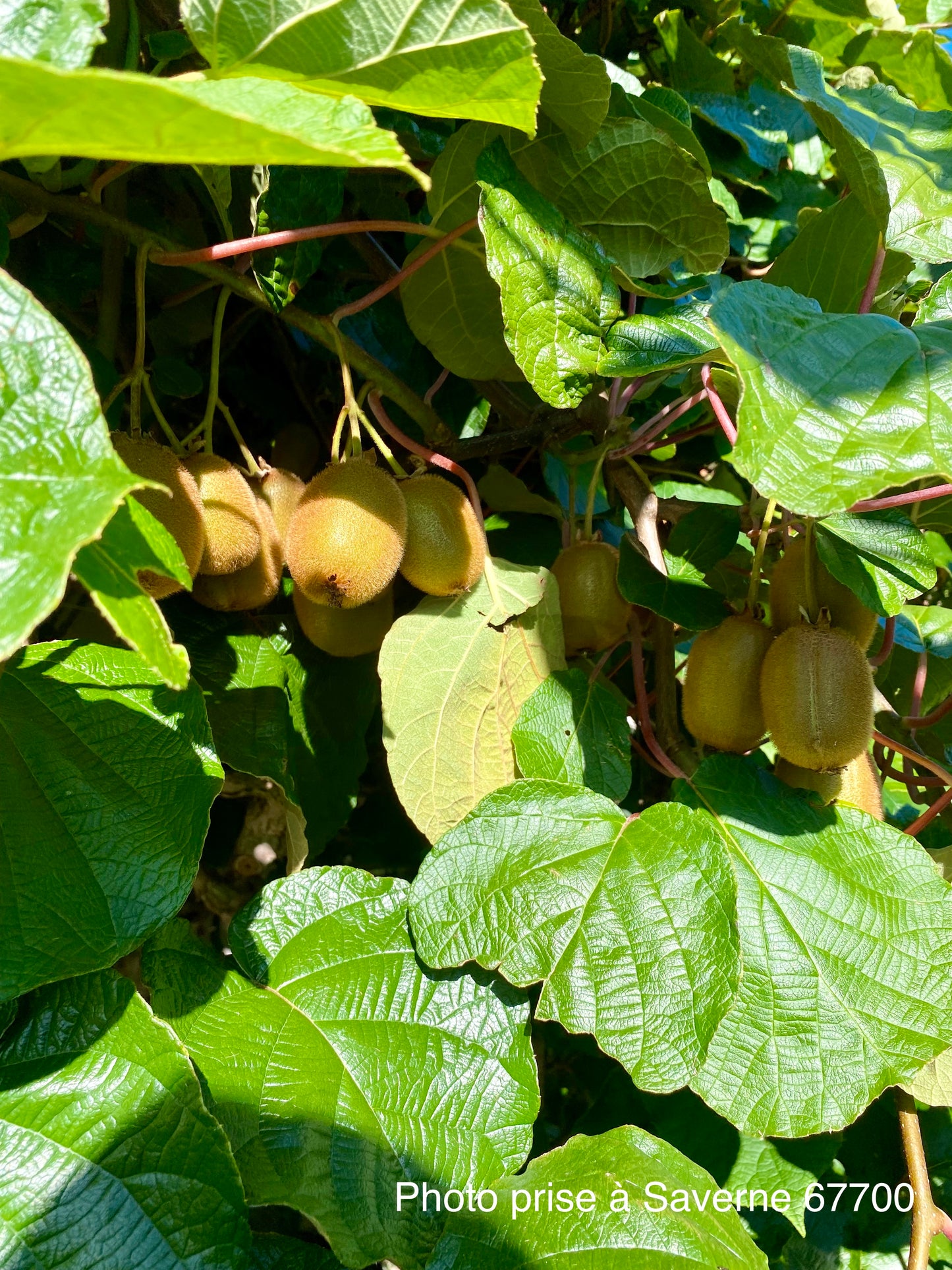 Kiwi "Hayward femelle" "Tomuri mäle"