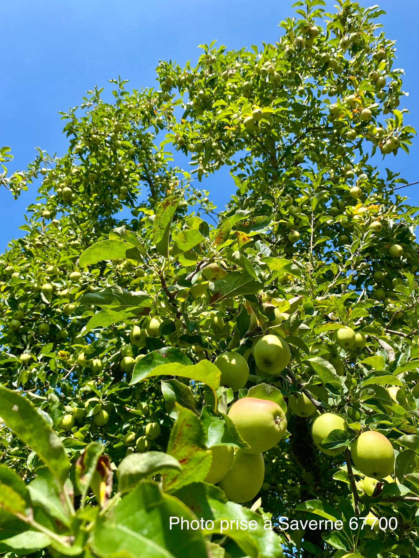 Pommier "Golden Delicious"