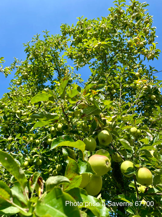 Pommier "Golden Delicious"