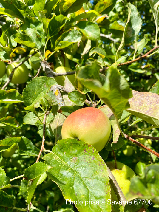 Pommier "Golden Delicious"